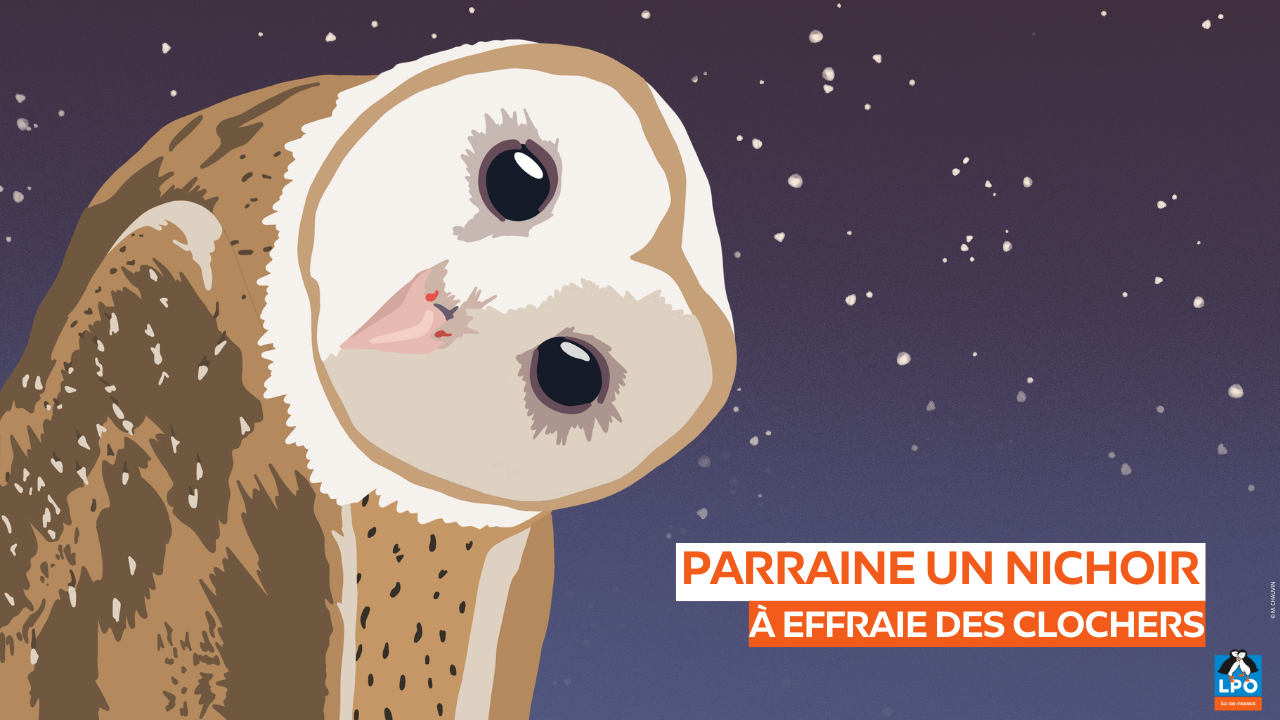 Parraine un nichoir à Effraie